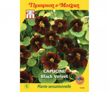 CAPUCINE BLACK VELVET