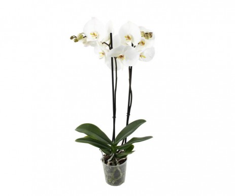 ORCHIDEE  PHALAENOPSIS 2 TIGES DIFFERENTES COULEURS POT DE 10CM DE DIAMETRE