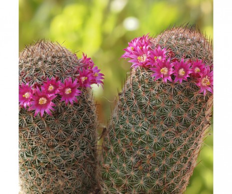 CACTUS MAMMILLARIA POT DE 6