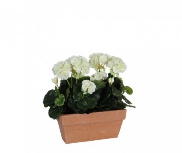 GERANIUM L29 BLANC SLATE TERRA
