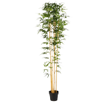 LES PLANTES D'EXTERIEUR