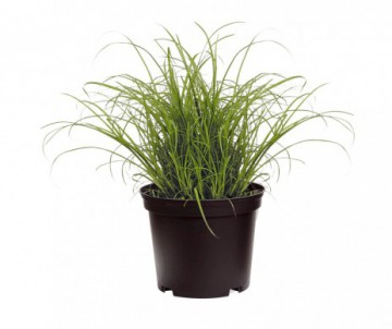 CYPERUS ZUMULA HERBE A CHAT POT DE 12 CM DE DIAMETRE