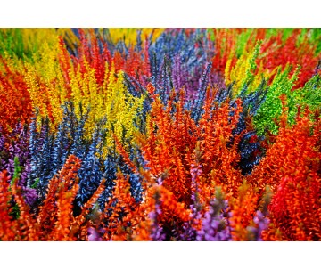 CALLUNA TEINTEE MIX P10