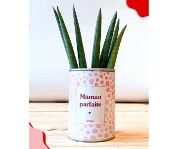 PLANTE VERTE AVEC MESSAGE