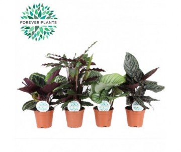 CALATHEA