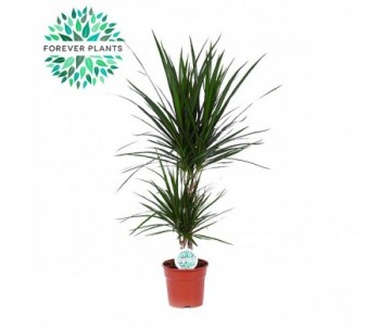 DRACAENA MARGINATA