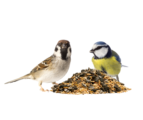 GRAINES OISEAUX EXT SAC DE 5KG