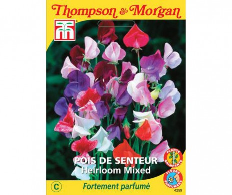 POIS DE SENTEUR HEIRLOOM EN MELANGE
