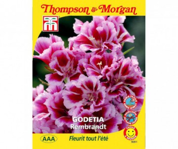 GODETIA REMBRANDT