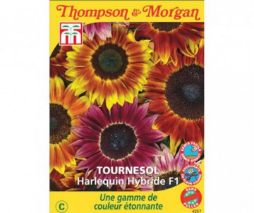 TOURNESOL HARLEQUIN F1 HYBRIDE