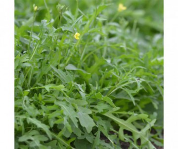 ROQUETTE SAUVAGE BIO FERME DE SAINTE MARTHE