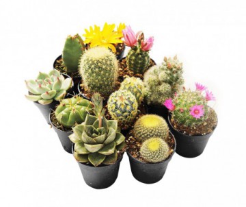 CACTUS DIFFERENTES VARIETES POT DE 11CM