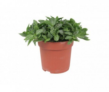 FITTONIA POT DE 9CM DE DIAMETRE
