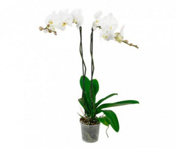 PHALAENOPSIS 2 TIGES POT DE 12CM DE DIAMETRE