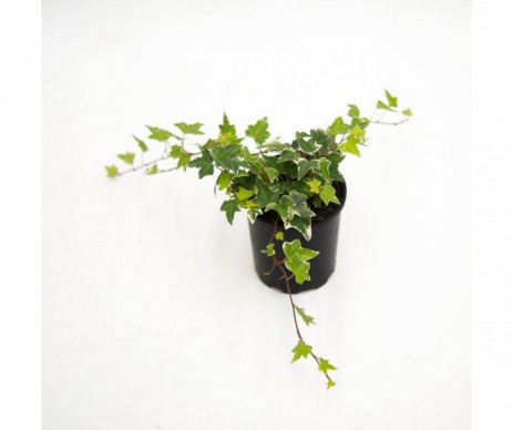 LIERRE  HEDERA POT DE 9CM DE DIAMETRE