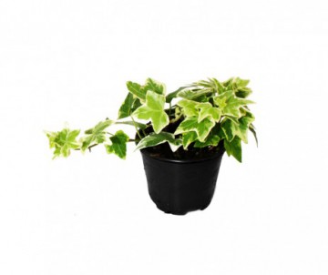 LIERRE  HEDERA POT DE 9CM DE DIAMETRE