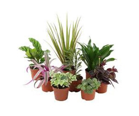 PLANTE VERTE MINI POT DE 6CM DE DIAMETRE