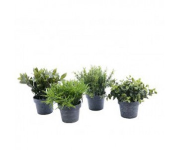 PLANTE VERTE MINI DIFFERENTES VARIETES POT DE 5
