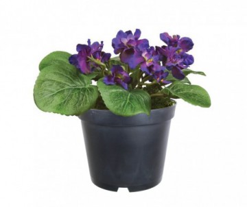SAINT PAULIA MINI POT DE 5
