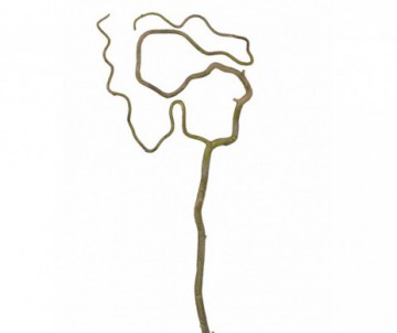 SALIX