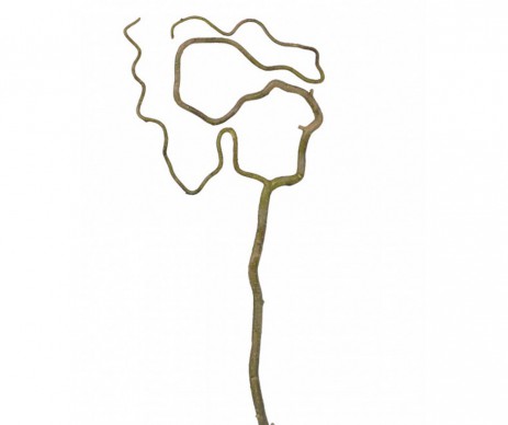 SALIX