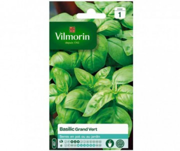 BASILIC GRAND VERT