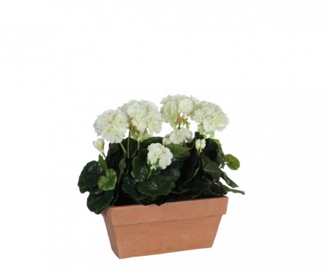GERANIUM L29 BLANC SLATE TERRA