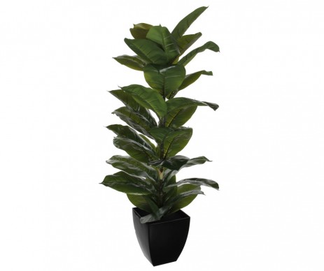 CAOUTCHOUC VERT EN POT H115