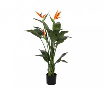 STRELITZIA H115 VERT ORANGE