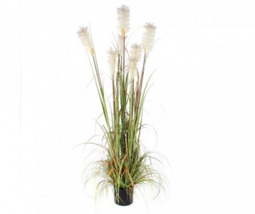 HERBE PANACHE VERT H180CM