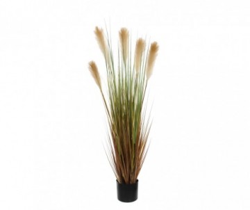 FOXTAIL /POT MARRON D15CM