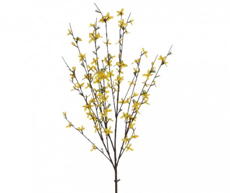 FORSYTHIA JAUNE 102X40