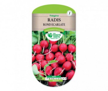 RADIS ROND ECARLATE