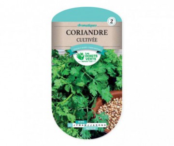 CORIANDRE CULTIVEE