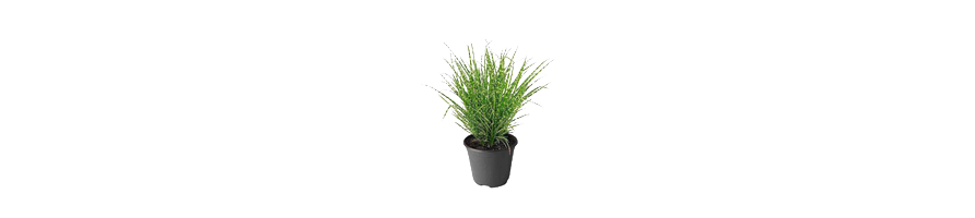 LES PLANTES VIVACES