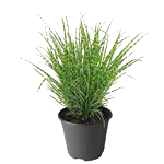 LES PLANTES VIVACES