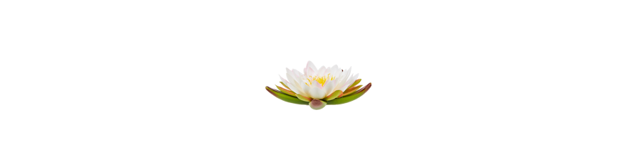 LES PLANTES AQUATIQUES