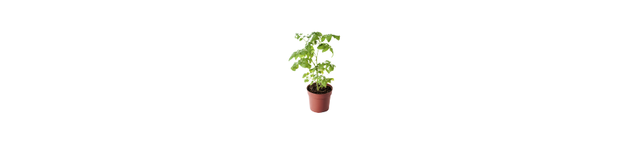 LES PLANTES D'INTERIEUR