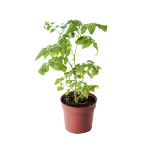LES PLANTES D'INTERIEUR