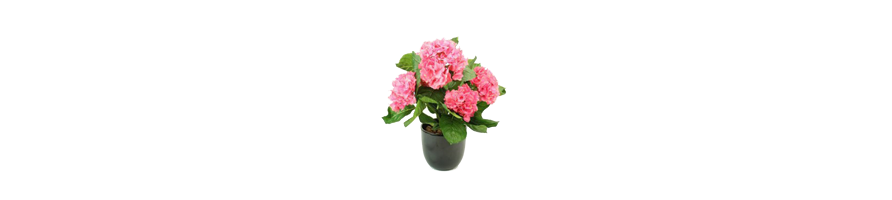 LES PLANTES FLEURIES