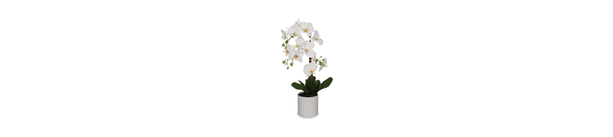 LES ORCHIDEES