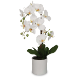 LES ORCHIDEES