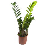 LES PLANTES VERTES