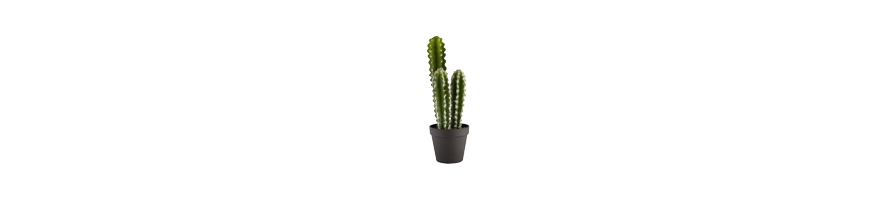 LES CACTUS