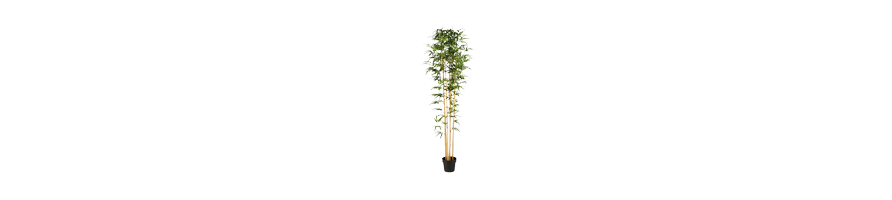 LES PLANTES D'EXTERIEUR