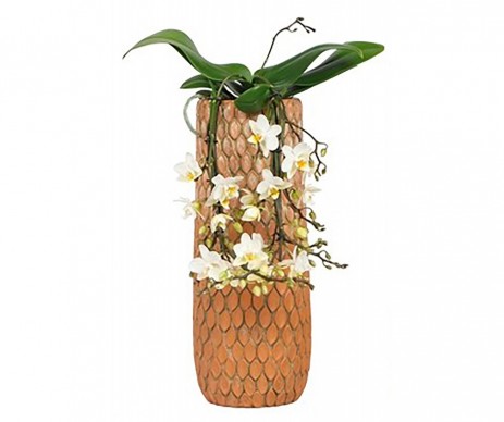 PHALAENOPSIS MULTIFLEURS 4TIGES