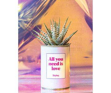 PLANTE VERTE AVEC MESSAGE