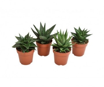 HAWORTHIA SUCCULENTES