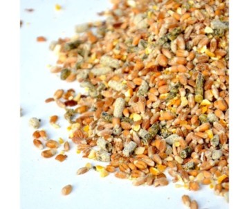 GRAINS CONCASSES POUR POULE 25KG