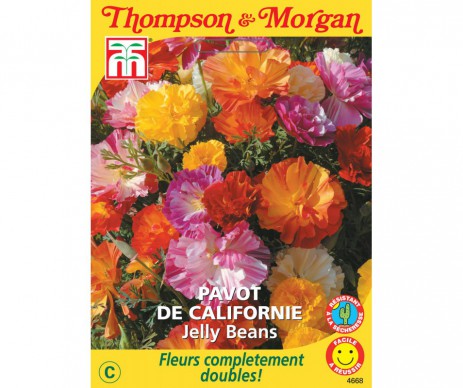 PAVOT DE CALIFORNIE JELLY BEANS